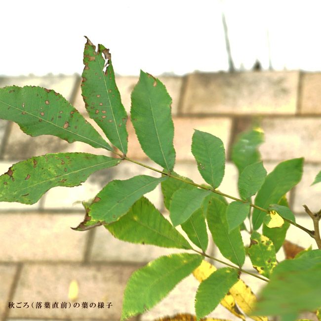 ペカンナッツ ウィチタ 苗 販売 苗木部 By 花ひろばオンライン