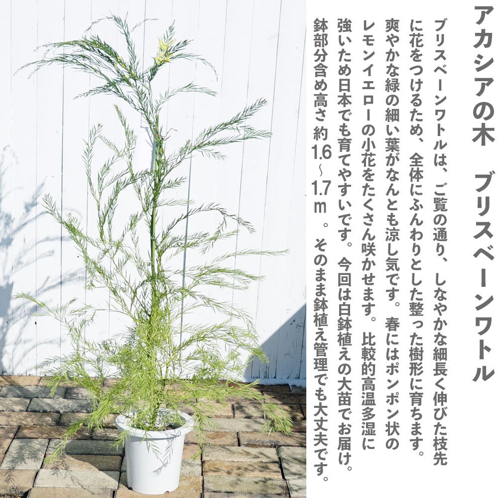 000000072195-03.jpg?size=l&w=