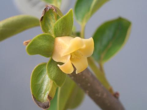 柿 完全甘柿 輝太郎 苗 販売 苗木部 By 花ひろばオンライン