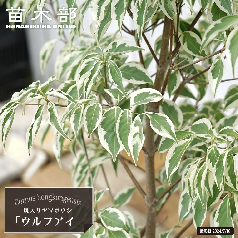 ヤマボウシ★ウルフアイ★斑入り★高さ2m前後 ヤマボウシ ウルフアイ 苗 販売 苗木部 By 花ひろばオンライン