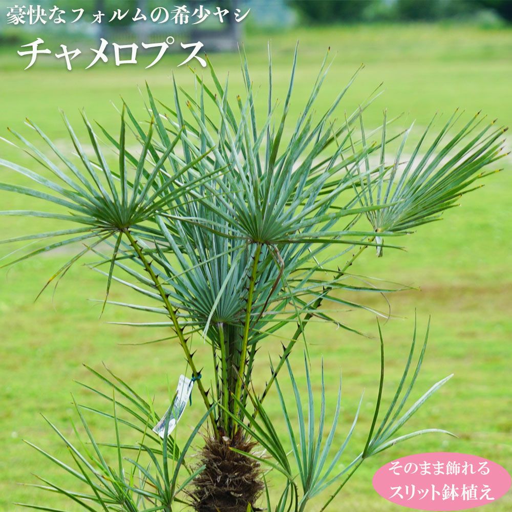 000000073173-01.jpg?size=l&w=