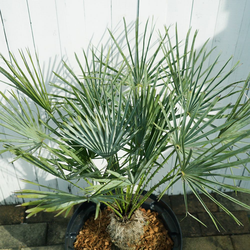 000000073173-02.jpg?size=l&w=