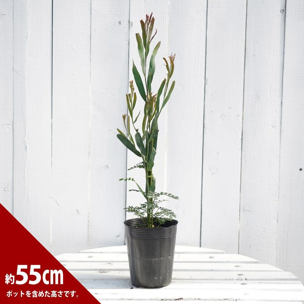 アカシア ポートリンカーンワトル 苗 販売 苗木部 By 花ひろばオンライン