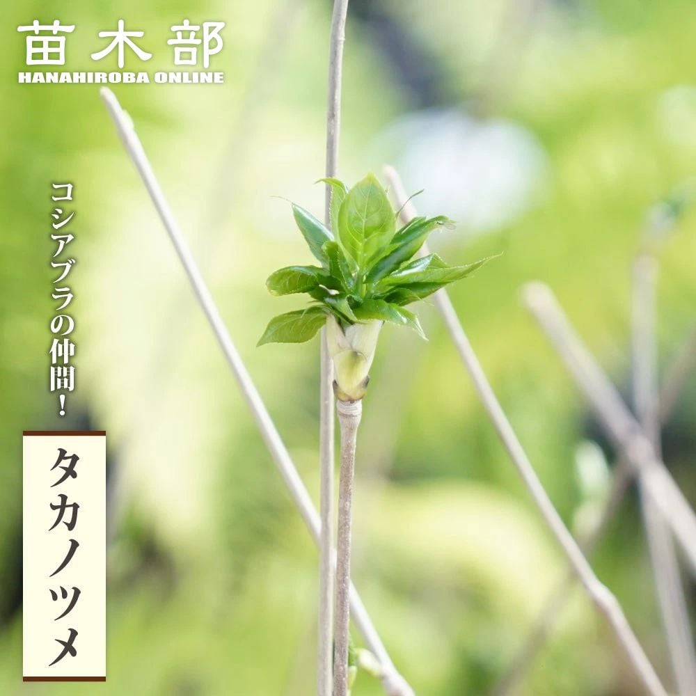 わらび 苗 販売 苗木部 By 花ひろばオンライン