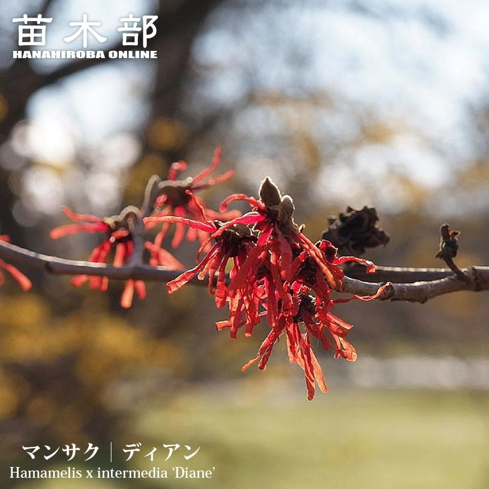 000000074088-01.jpg?size=m&w=