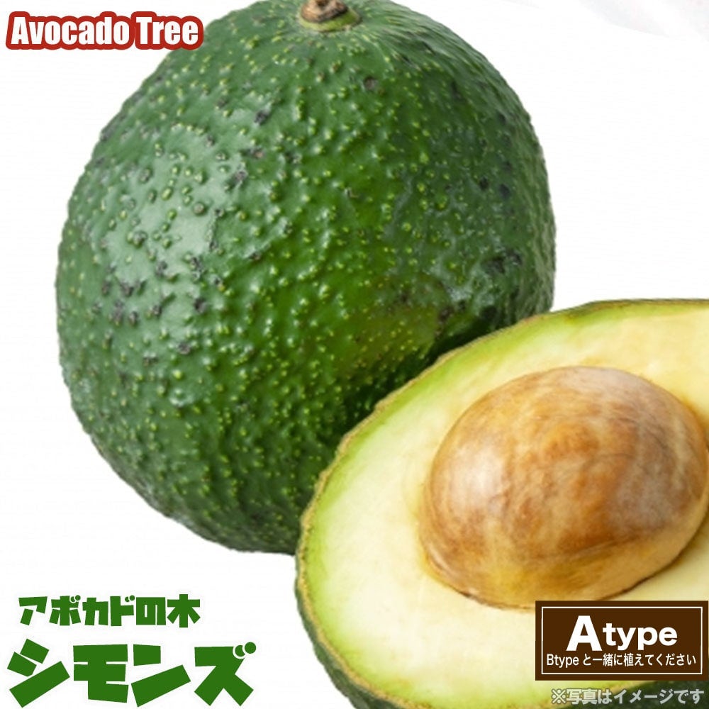 アボカド シモンズ