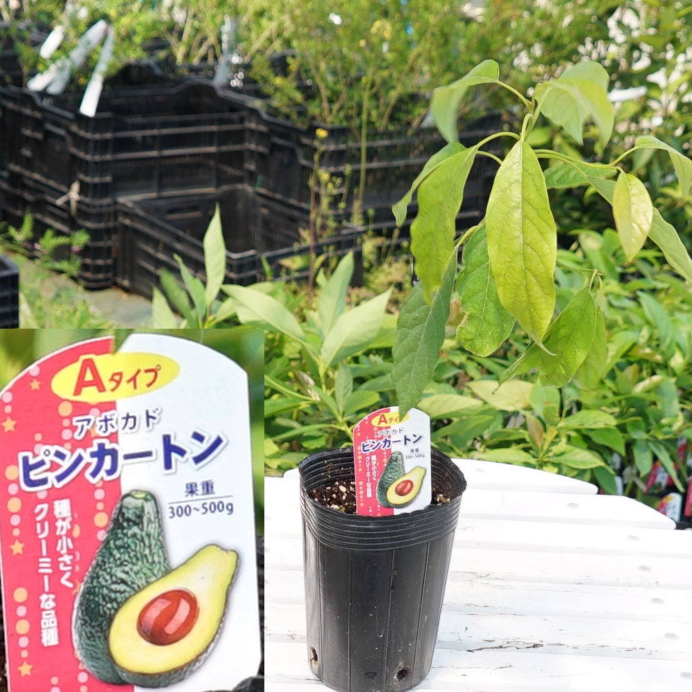 000000074217-03.jpg?size=l&w=