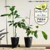 アボカド ピンカートンとベーコンの受粉樹セット