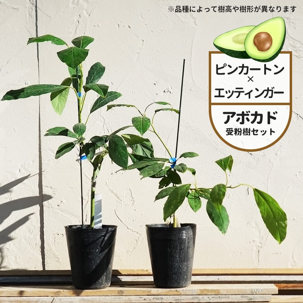 アボカド ピンカートンとエッティンガーの受粉樹セット