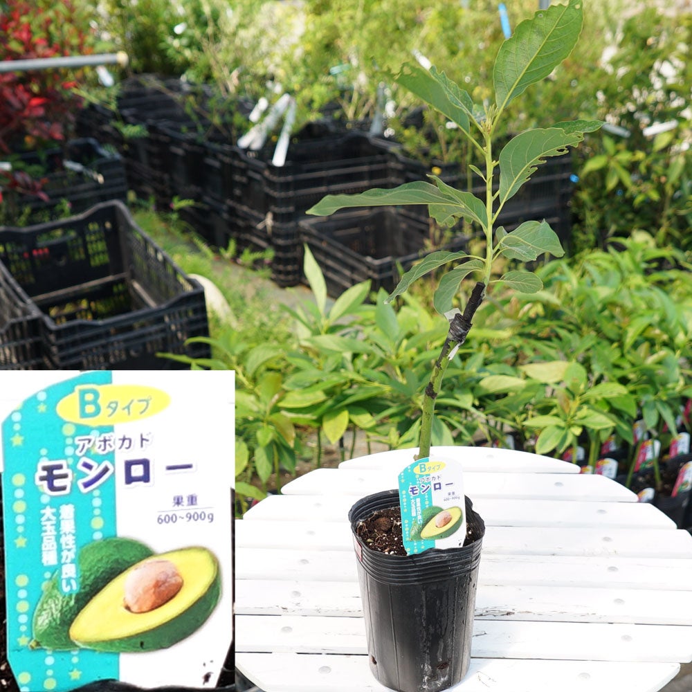 000000074275-04.jpg?size=l&w=