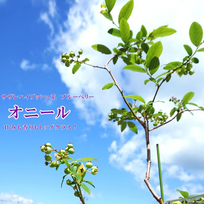 ブルーベリー サザンハイブッシュ系 オニール 苗 鉢植え 苗木部 By 花