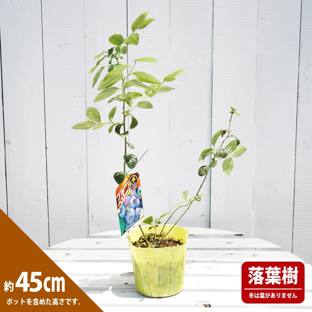 ブルーベリー サザンハイブッシュ系 オニール 苗 鉢植え 苗木部 By 花