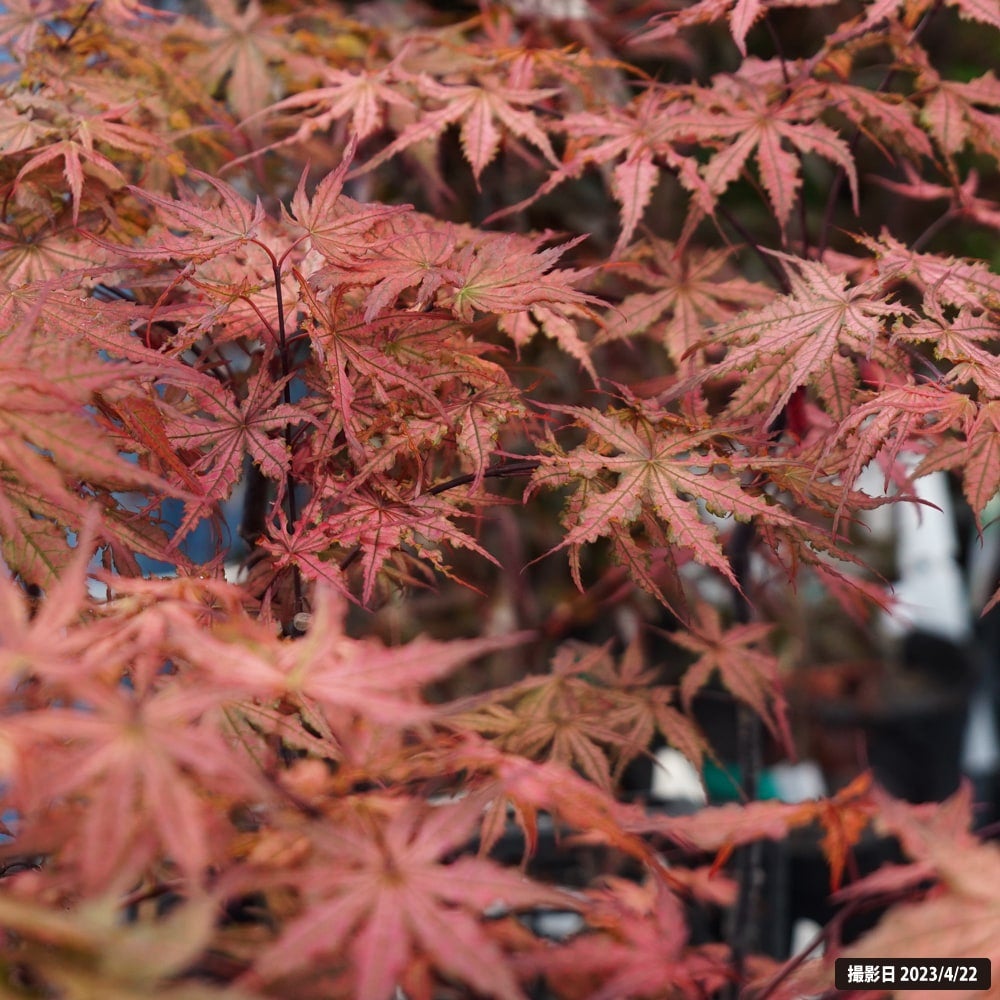 カエデ・もみじ 笠置山 オオモミジ系 苗 販売 苗木部 By 花ひろば