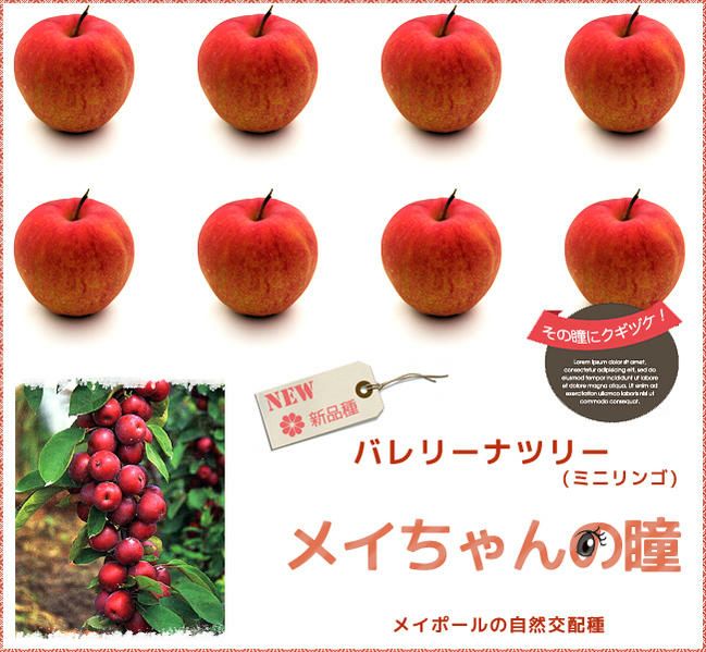 リンゴ バレリーナツリー メイちゃんの瞳 苗 おすすめ 苗木部 By 花