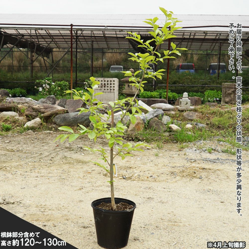 000000074684-02.jpg?size=l&w=