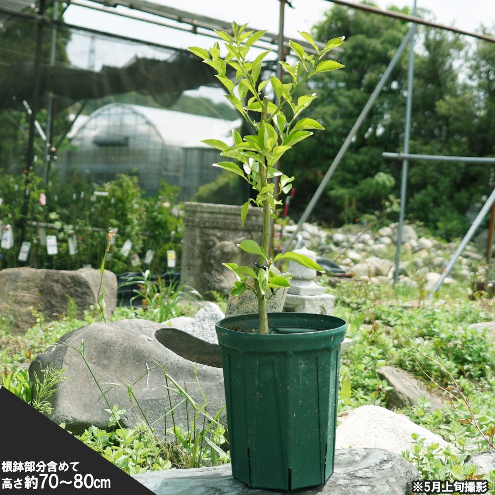 柑橘 香酸柑橘類 カボス 苗 販売 苗木部 By 花ひろばオンライン