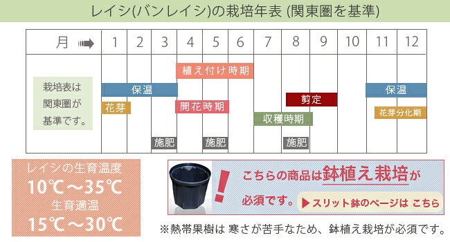 2.sayasaya特注品大 鹿児島県産 島津佐多ライチ 農薬不使用 レイシ・ライチ 島津 苗 販売 苗木部 By 花ひろばオンライン