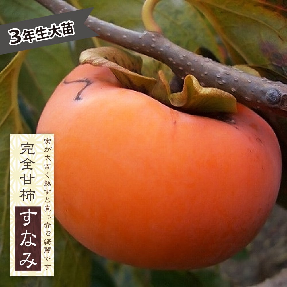 000000074969-01.jpg?size=m&w=