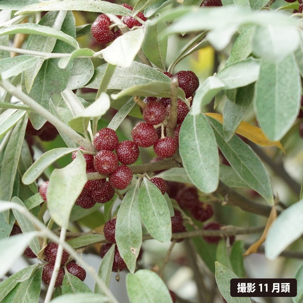 ロシアンオリーブ 苗 おすすめ 苗木部 By 花ひろばオンライン