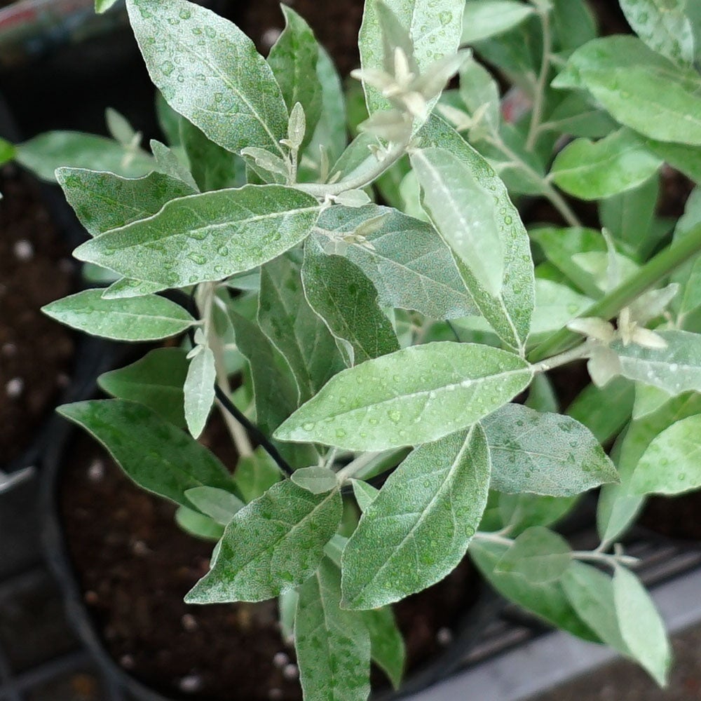 ロシアンオリーブ 苗 おすすめ 苗木部 By 花ひろばオンライン