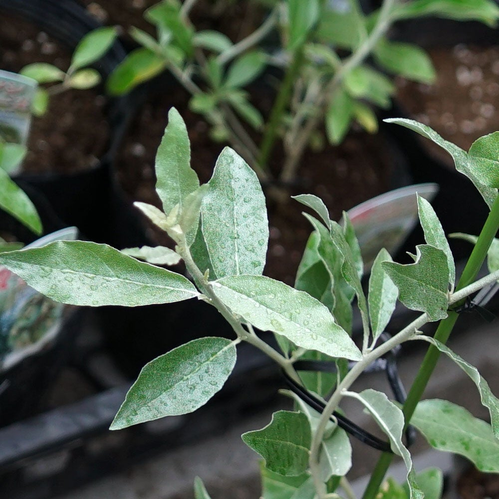 ロシアンオリーブ 苗 おすすめ 苗木部 By 花ひろばオンライン