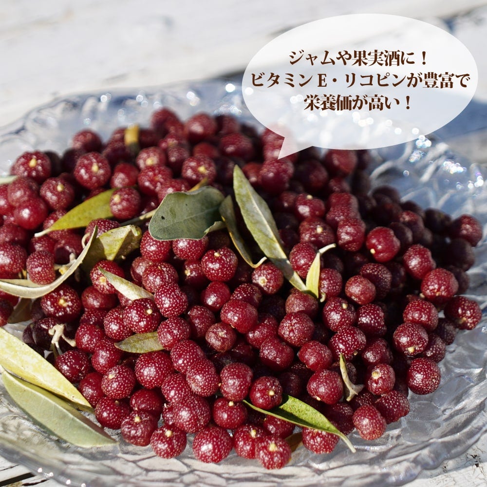 ロシアンオリーブ 苗 おすすめ 苗木部 By 花ひろばオンライン