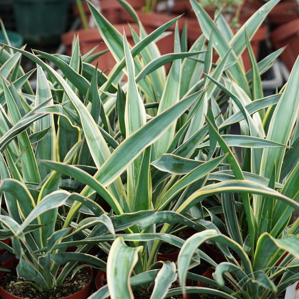 ユッカ グロリオサ バリエガータ 苗 販売 苗木部 By 花ひろばオンライン