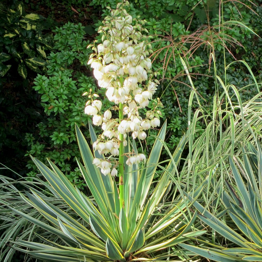 ユッカ グロリオサ バリエガータ 苗 販売 苗木部 By 花ひろばオンライン