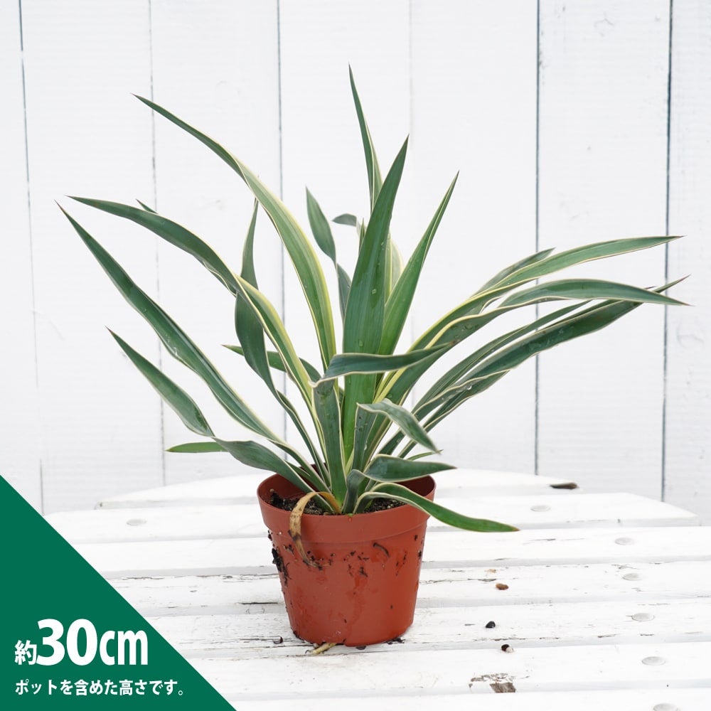 000000075410-04.jpg?size=l&w=