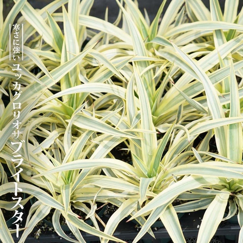 000000075411-01.jpg?size=l&w= 