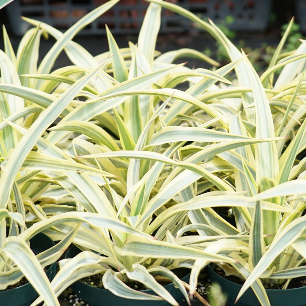 ユッカ グロリオサ ブラストスター 苗 販売 苗木部 By 花ひろばオンライン