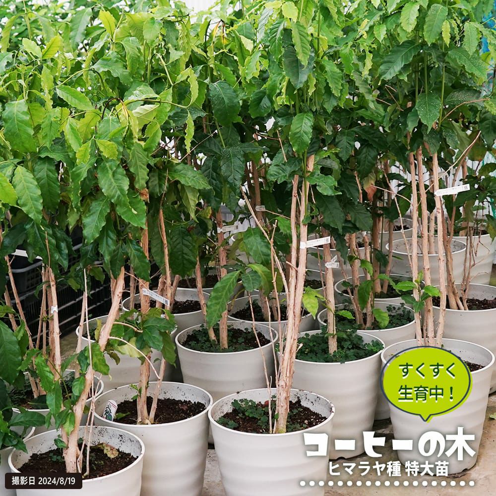 000000075559-01.jpg?size=l&w=