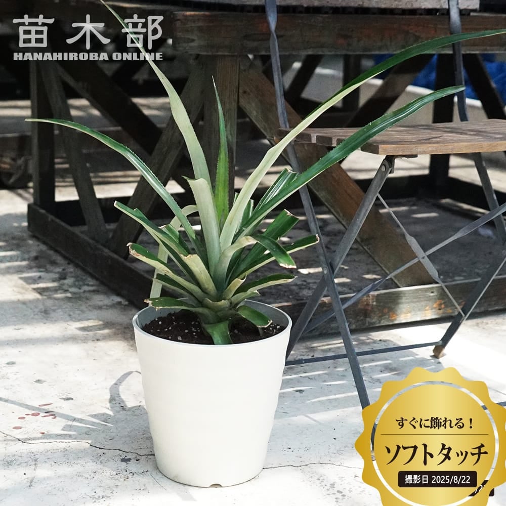 Top【選抜株】多肉植物　361460ブラック パイナップル80個　鉢無し/脱土 パイナップル ソフトタッチの通販 苗木部 By 花ひろばオンライン