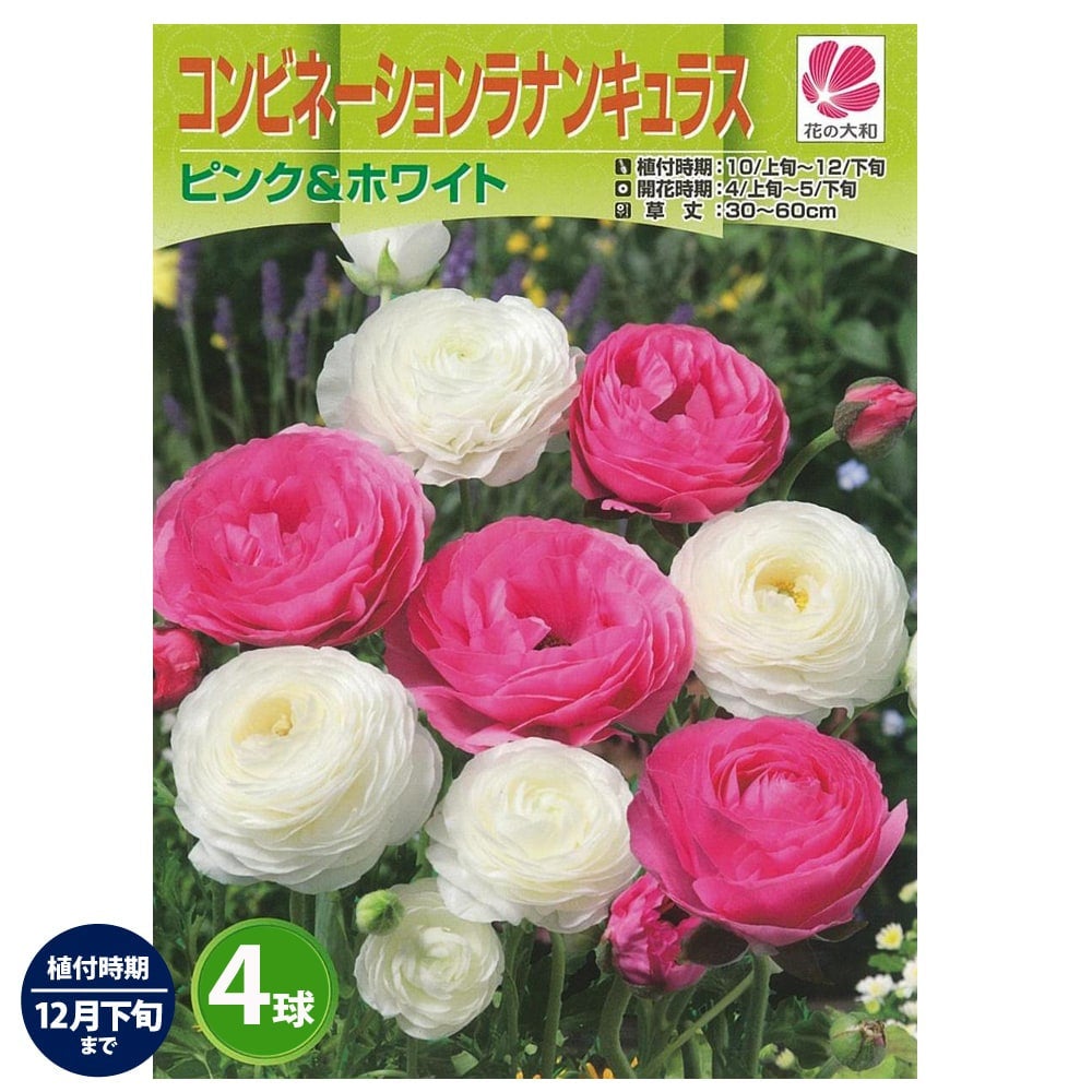 ラナンキュラス ピンク&ホワイト 苗 販売 苗木部 By 花ひろばオンライン
