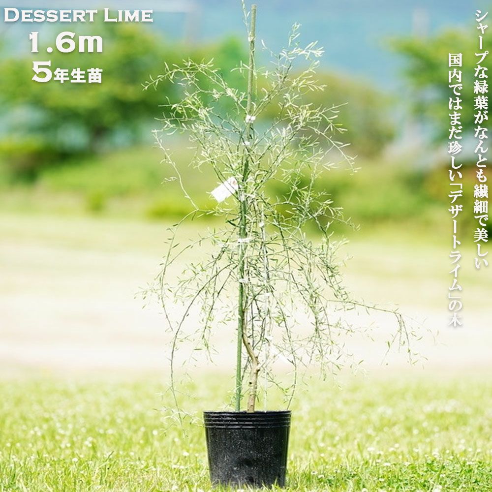 000000075872-01.jpg?size=l&w=