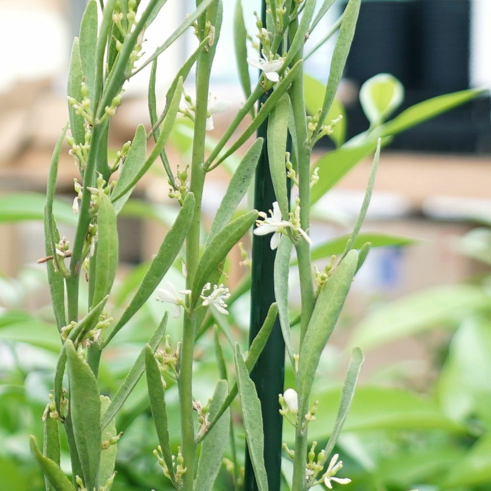 柑橘 ライム デザートライム 苗 育て方 苗木部 By 花ひろばオンライン