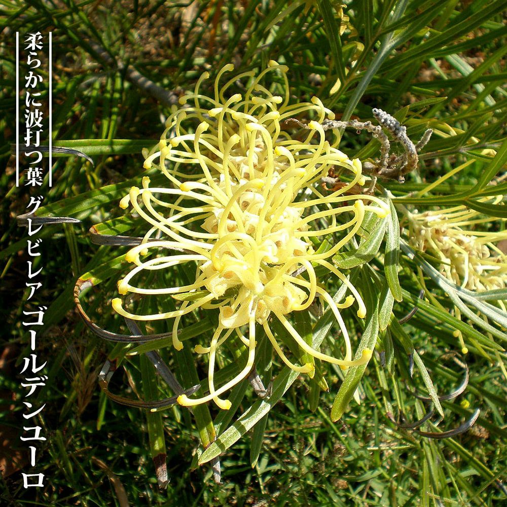 グレビレア “ゴールデンユーロ” 低木 庭木 常緑樹
