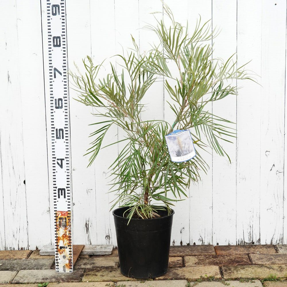 グレビレア “ゴールデンユーロ” 低木 庭木 常緑樹