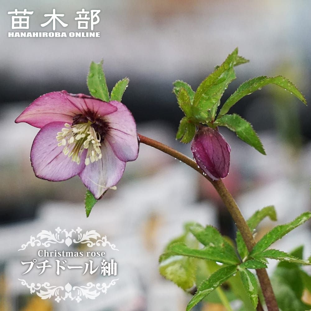 000000076071-01.jpg?size=m&w=