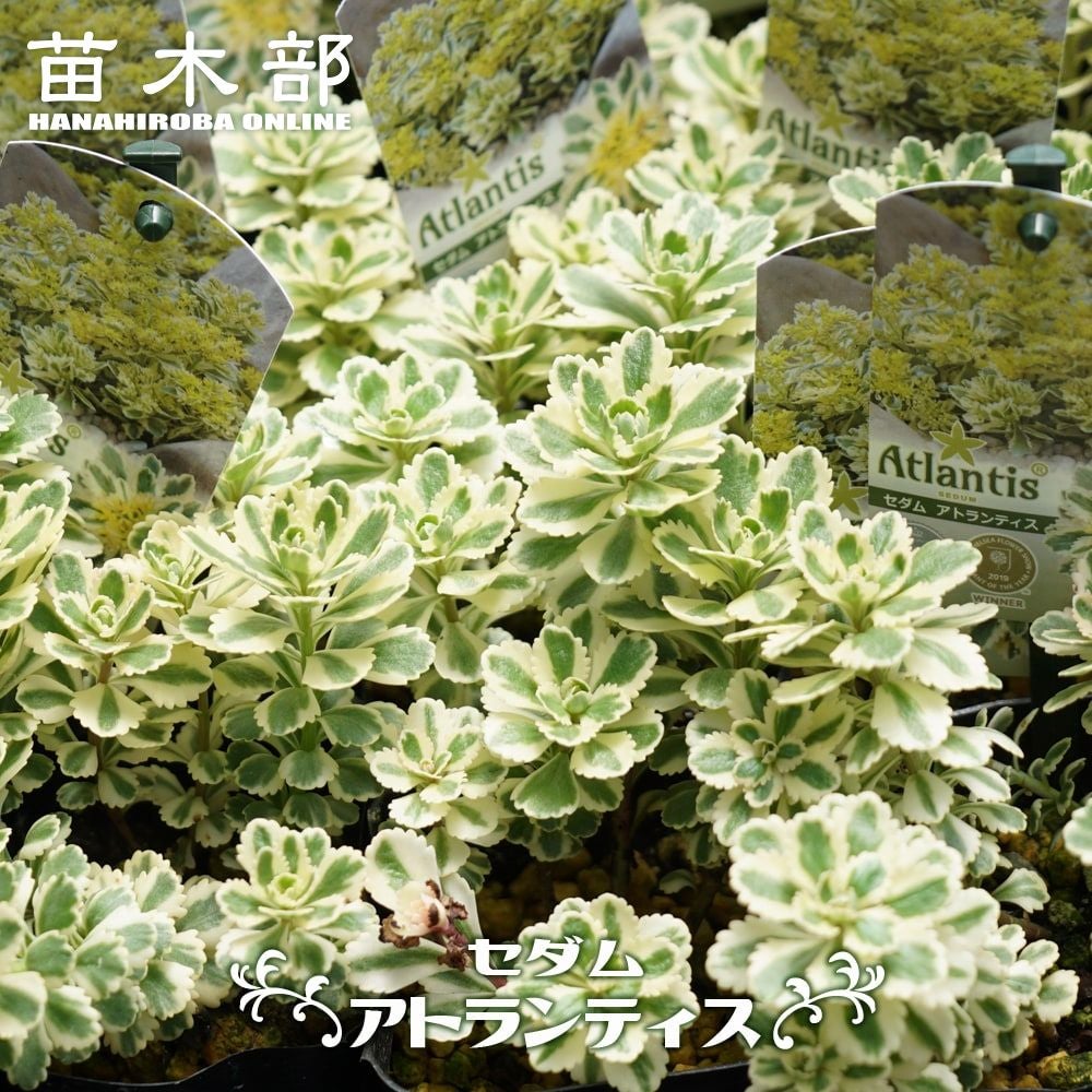 000000076215-01.jpg?size=l&w=