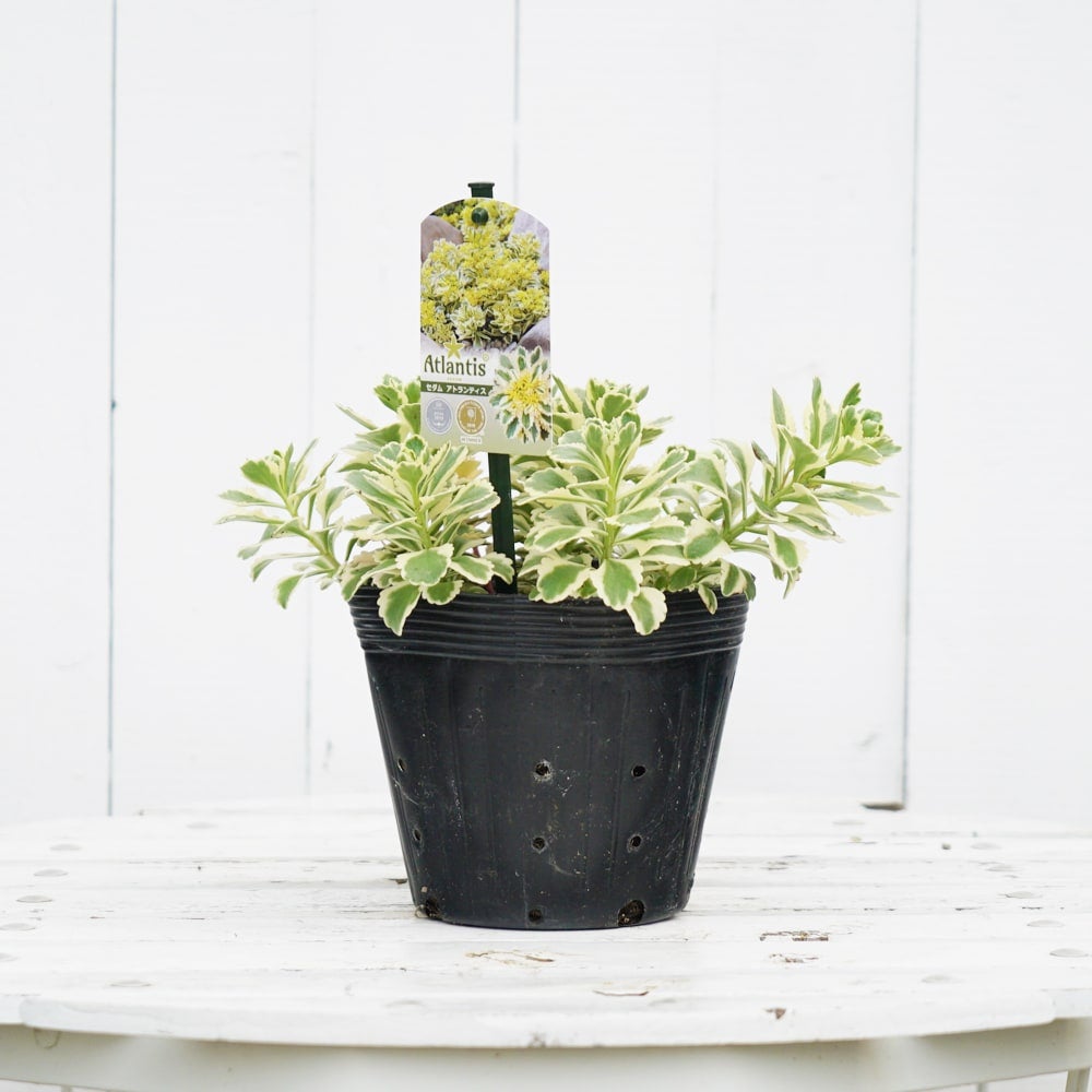 観葉植物　アトランティス　21cm吊り鉢ごと 000000076215-04.jpg?size=l&w=