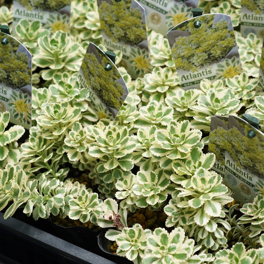 セダム アトランティスの通販 苗木部 By 花ひろばオンライン