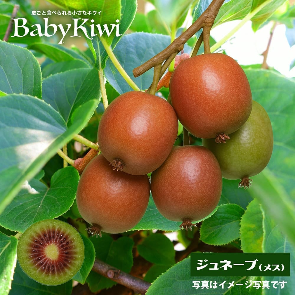 ベビーキウイ パープルシャドー（メス）1年生接木ポット苗