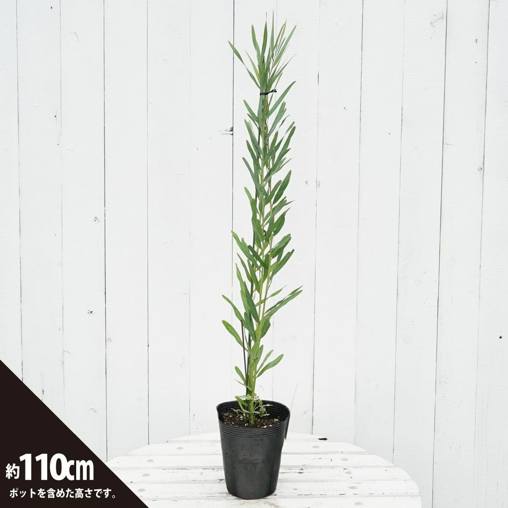 アカシア ポートリンカーンワトル 苗 通販 苗木部 By 花ひろばオンライン