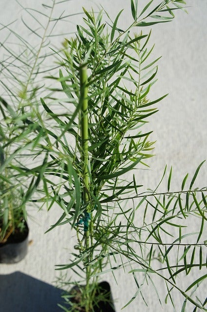 アカシア ブリスベーンアカシア 苗 育て方 苗木部 By 花ひろばオンライン