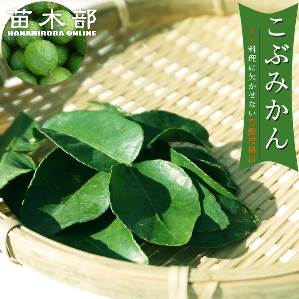 000000076529-01.jpg?size=m&w=