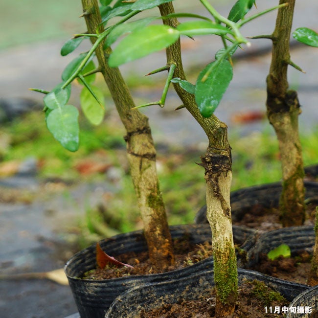 柑橘 亜熱帯性柑橘 こぶみかん 苗 育て方 苗木部 By 花ひろばオンライン