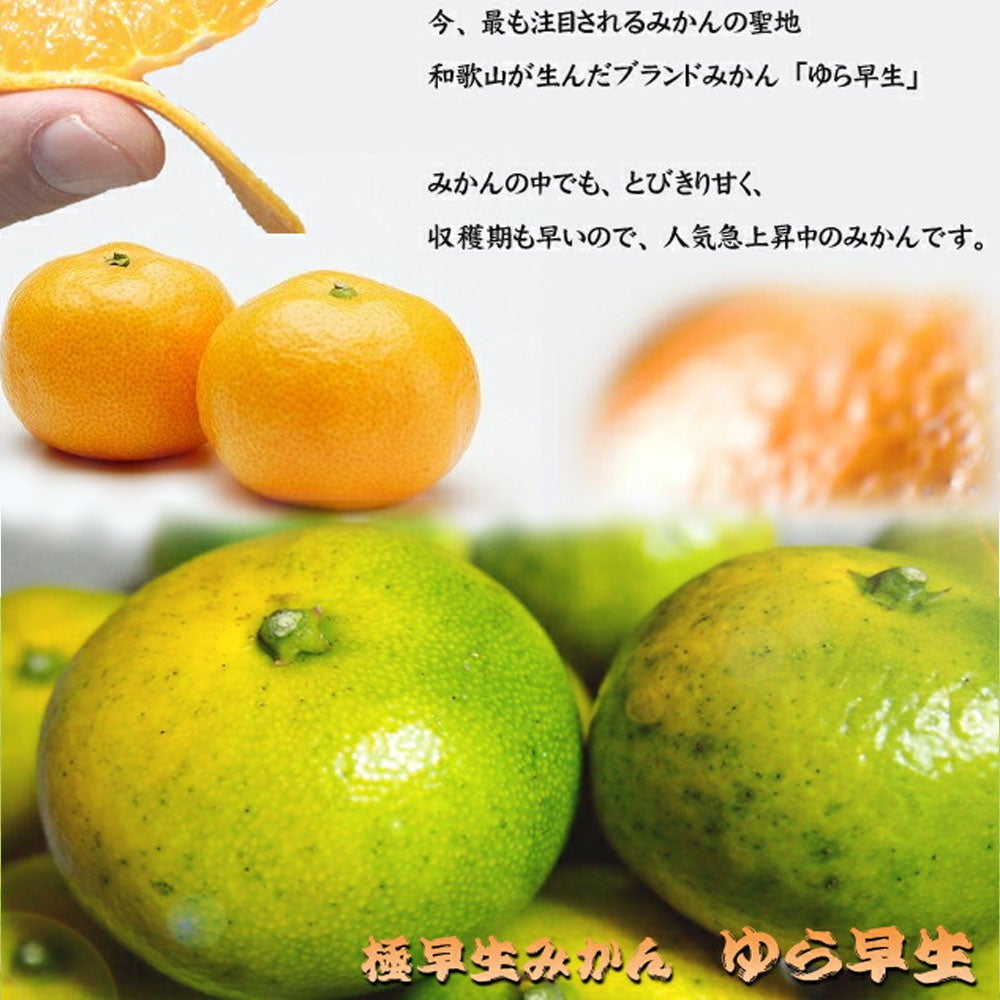 柑橘 温州みかん ゆら早生 苗 植え方 苗木部 By 花ひろばオンライン