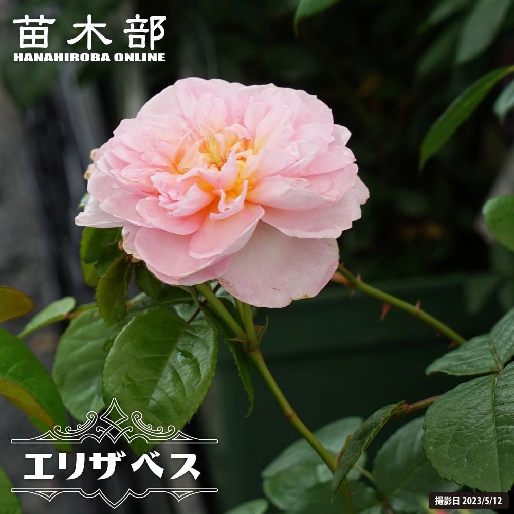 バラ苗 【ブリングミーサンシャイン】 6号ポット 2年生大苗 登録品種