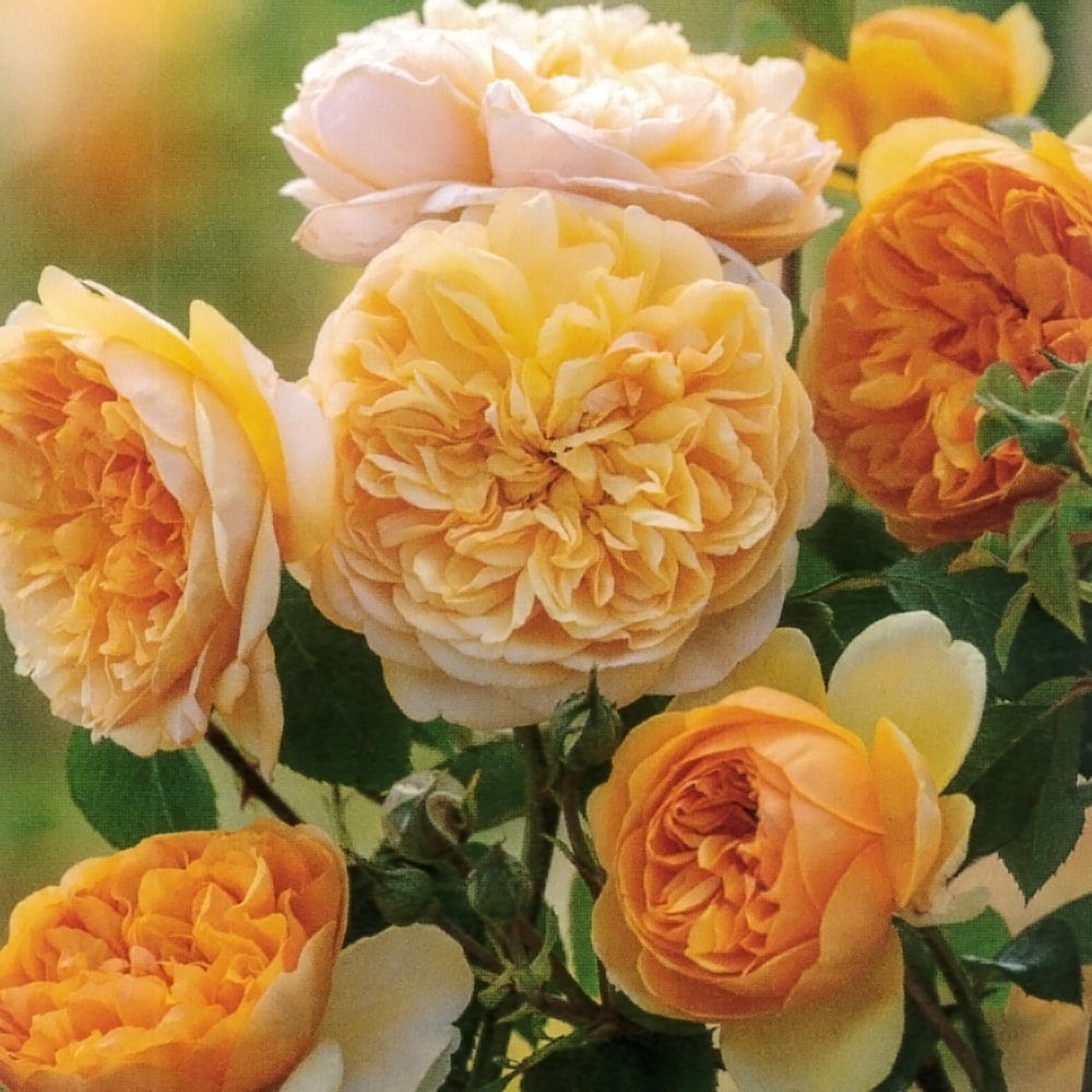 000000076798-01.jpg?size=l&w=